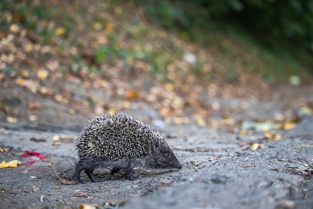 手在高位压 手在高位压